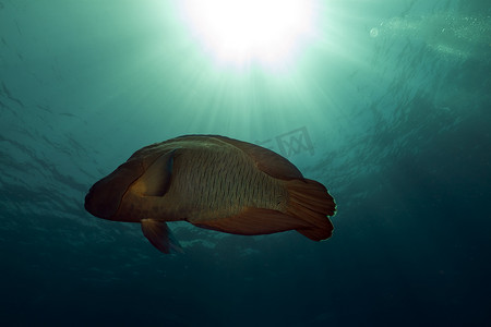 红海中的拿破仑濑鱼 (cheilinus undulatus)。
