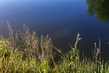 草地湖水摄影照片_河岸上的草地和鲜花。