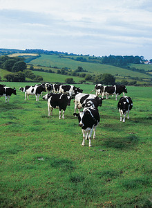 牧场上的奶牛
