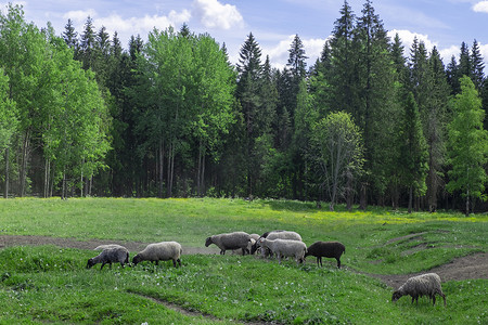 一群农场绵羊在牧场吃草
