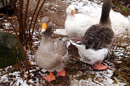 ODell 的 Grey Toulouse Goose