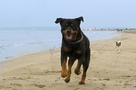 沙滩上奔跑的罗威纳犬