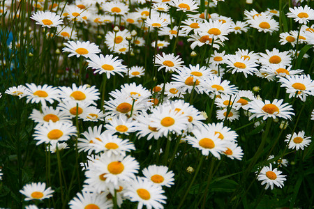 开花霜降特写镜头与白色花瓣的背景。