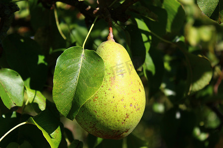 果树果实摄影照片_花园里梨树上成熟的梨
