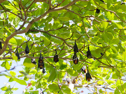 “飞狐挂在树枝上，泰国”