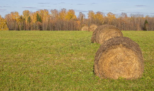 秋天田野里的圆形干草捆。