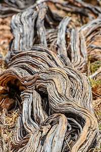 澳大利亚 Yardie Creek Cape Range 国家公园扭曲的几乎死去的老干树干