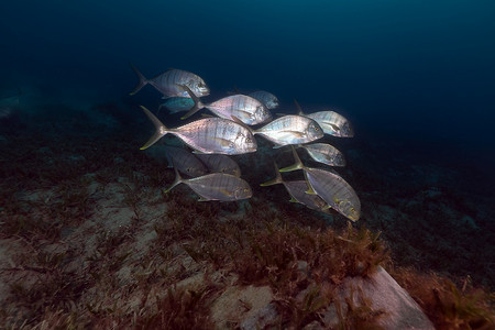 红海的鲹 (carangoides ferdau)。