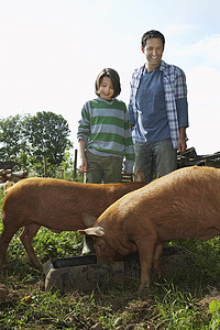 快乐的父亲和儿子看着猪在猪圈里吃东西
