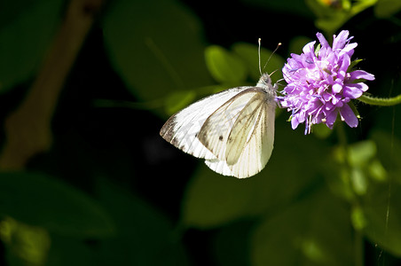 《小白，菜青虫》