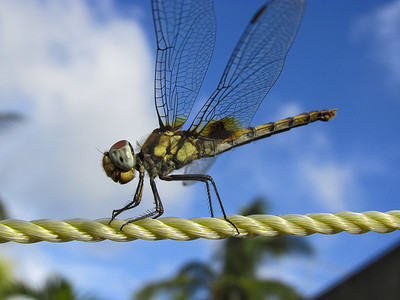 蜻蜓-塑料绳-天空-背景