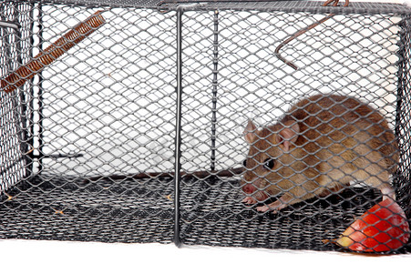 老鼠上灯台摄影照片_金属陷阱中的老鼠