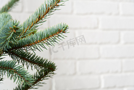 云杉树枝，白色砖墙背景上的圣诞树纹理。