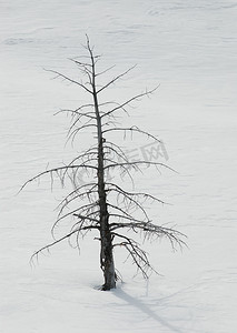 “美国怀俄明州帕克县黄石国家公园猛犸温泉附近的枯树和雪”