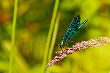 美目摄影照片_“美丽的少女，Calopteryx virgo”