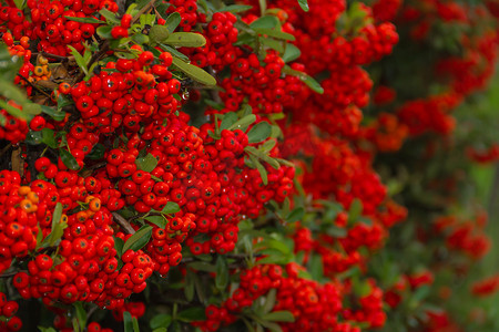 秋季带雨滴的红色浆果观赏灌木