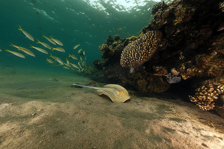 红海中的蓝斑黄貂鱼和珊瑚。