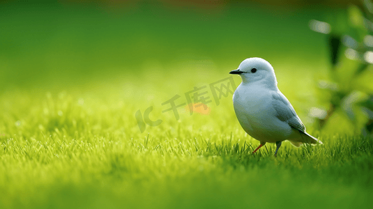 白色小鸟摄影照片_白天绿色草地上的白色小鸟