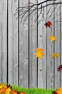 栅栏前飘落的秋叶