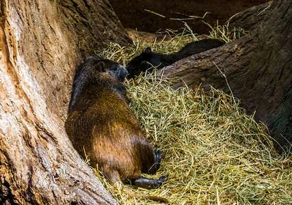 古巴 hutia 躺在干草中的特写，这是来自古巴的大型热带啮齿动物