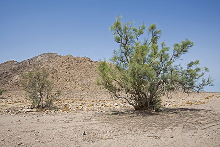 炎热气候中的贫瘠沙漠景观与金合欢树