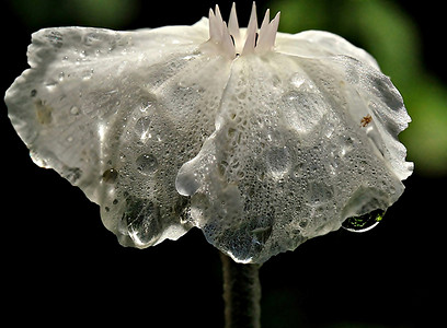 落花