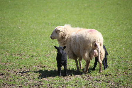 小羊摄影照片_绵羊、母亲和小羊在威尔士的春天。