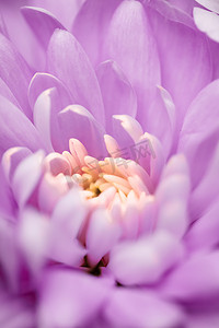 紫色雏菊花瓣盛开，抽象花卉艺术背景，春天大自然中的花朵香水香味，婚礼，奢华美容品牌假日设计