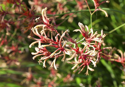 “袋鼠爪，anigozanthos，澳大利亚植物”