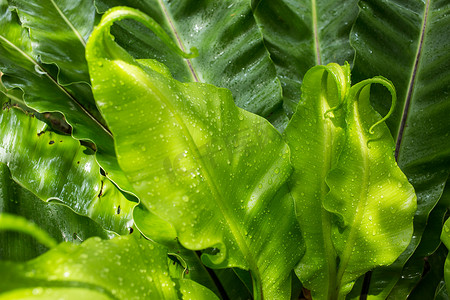 金水滴摄影照片_雨滴，鸟巢 fer 绿色幼叶上的水滴