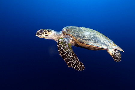水龟摄影照片_红海中的玳瑁龟。