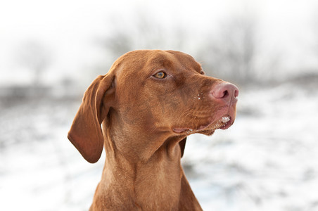 天猫首页冬季摄影照片_冬季 Vizsla 狗的特写肖像