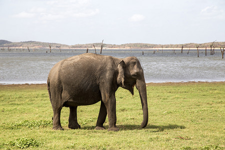 可爱的大象摄影照片_