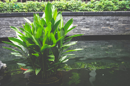 绿色水生植物摄影照片_池塘里新鲜的绿色水生植物