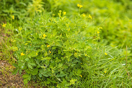 “白屈菜，大白屈菜，草药”