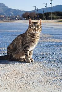 以山为背景的流浪猫