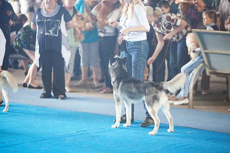 狗展摄影照片_“萨马拉，俄罗斯 - 8 月 26 日：所有俄罗斯国家狗展”