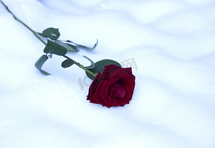 情人节卡片与 res 玫瑰在雪中