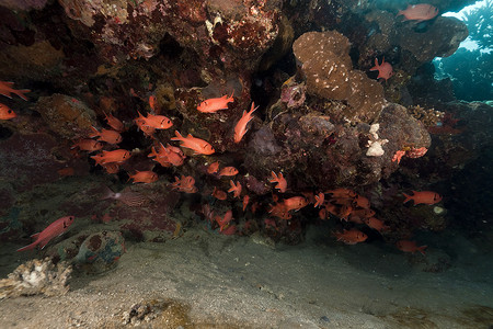 海底植物摄影照片_红海中的鱼和热带珊瑚礁。