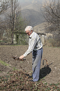 老人清理花园里的耙子干叶