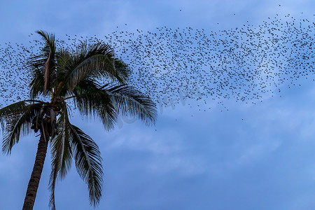蝙蝠群摄影照片_在傍晚的背景下，一群蝙蝠正飞来飞去寻找暮色天空的食物。