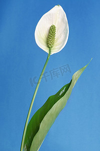 和平百合 (Spathiphyllum)