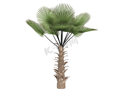 风车棕榈或 Trachycarpus fortunei