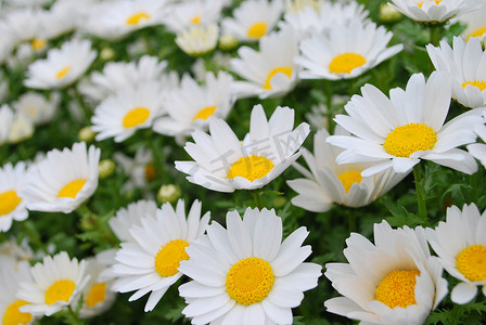 可爱的白色花朵
