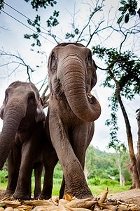大象家族一起玩耍和吃饭