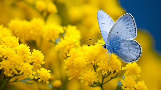 黄花上蓝白相间的蝴蝶