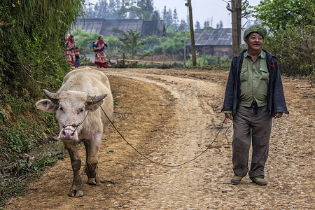 越南 Ban Pho - 2012 年 3 月：农民在遛他的白化水牛
