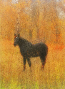 一匹黑马原创水彩画