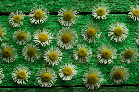 绿板上的花朵