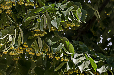 椴树摄影照片_夏季椴树、菩提树或石灰树的黄花和绿叶